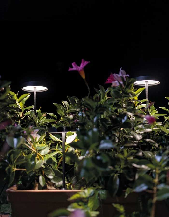 Linea Light Pistillo